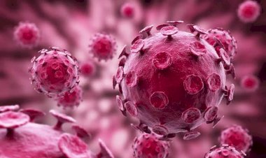 OMS Alerta Novo Vírus Letal